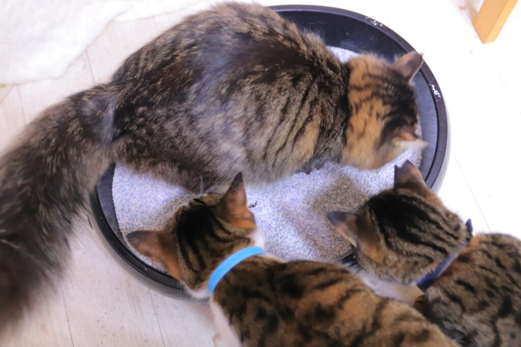 トイレチェックをする猫たち