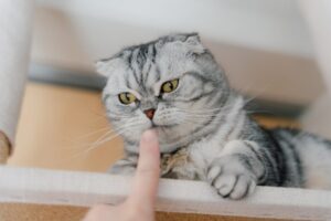 指のにおいをかぐ猫