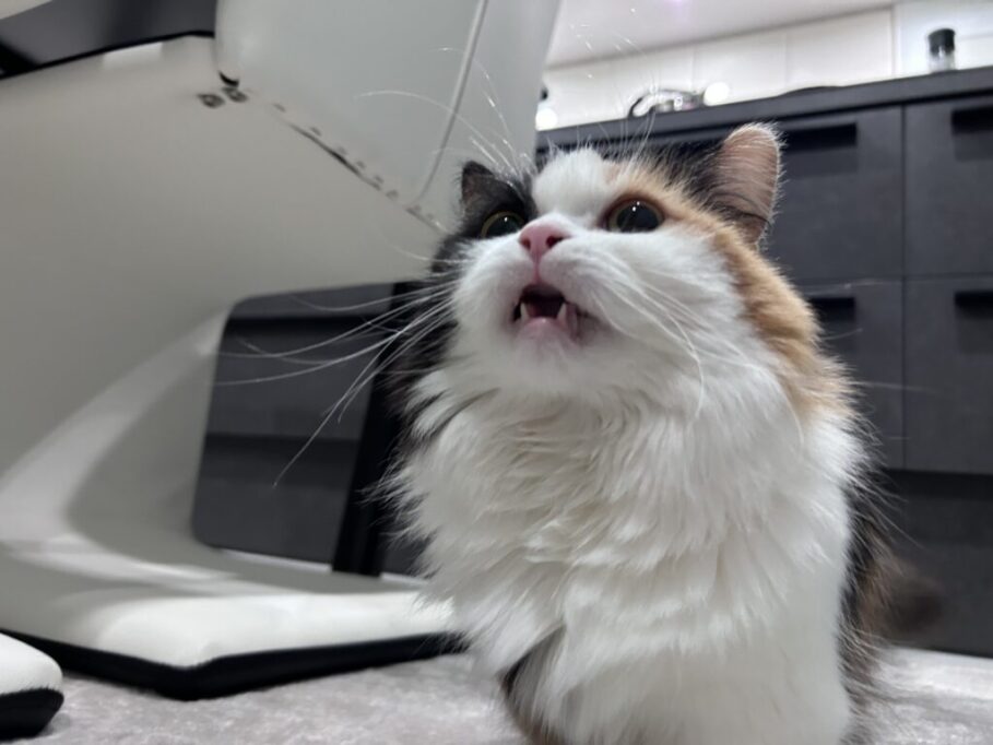 フレーメン反応する猫