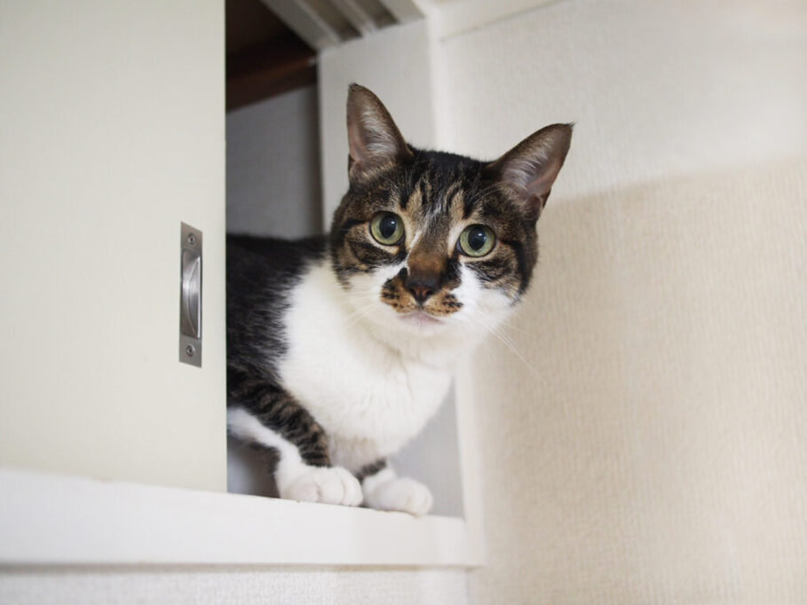 戸棚から顔を出す猫