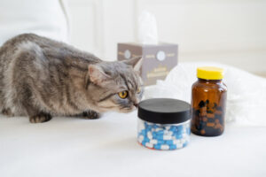 サプリに興味を示す猫