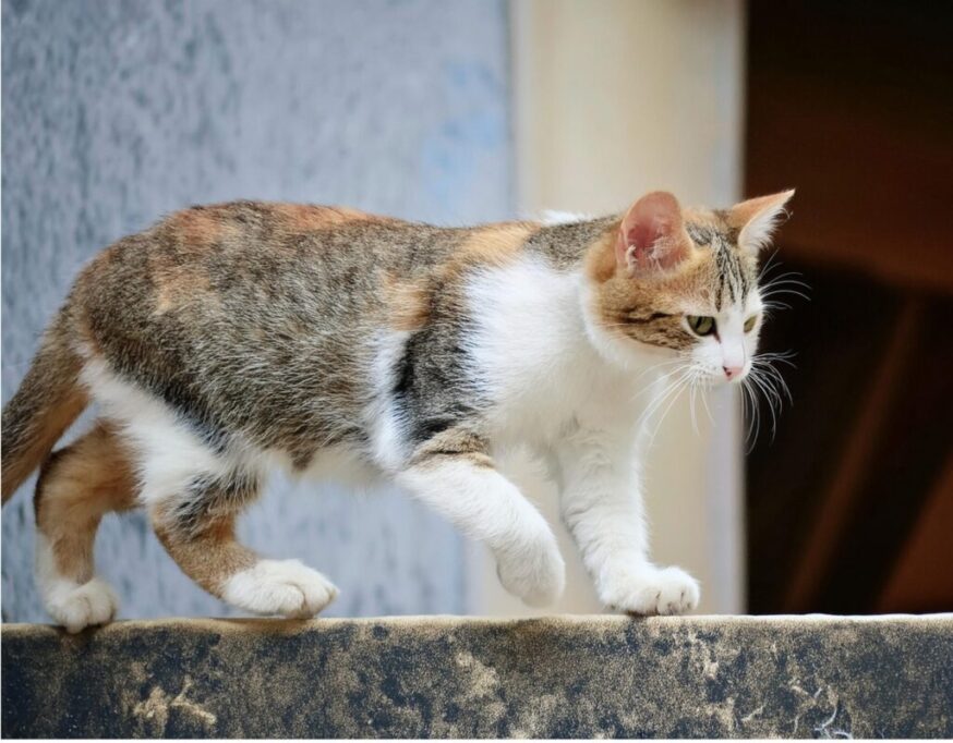 塀の上を歩く三毛猫