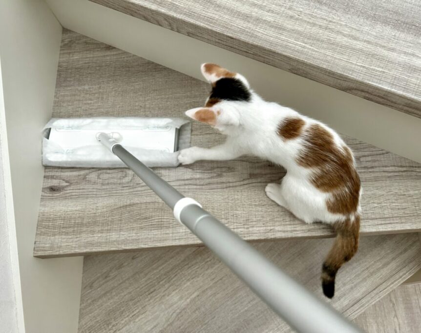 掃除中にじゃれてくる子猫