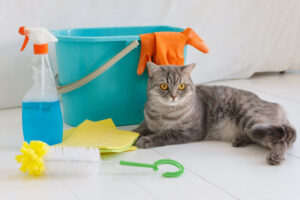 大掃除グッズの横でリラックスしてる猫