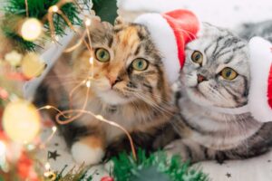 サンタのコスプレをする2匹の猫たち