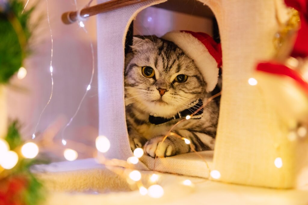 クリスマスの飾り囲まれキャットハウスでリラックスする猫