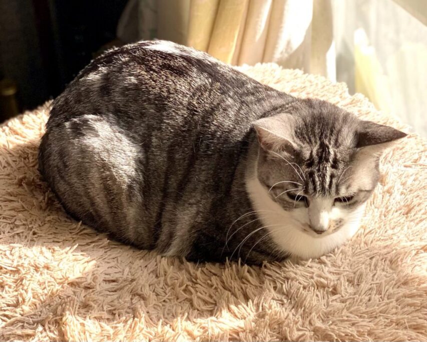 おててないないしてる猫