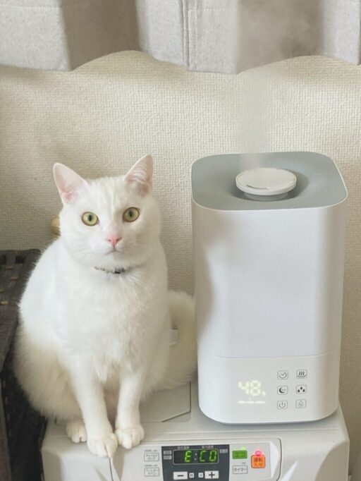 加湿器の隣に座る猫