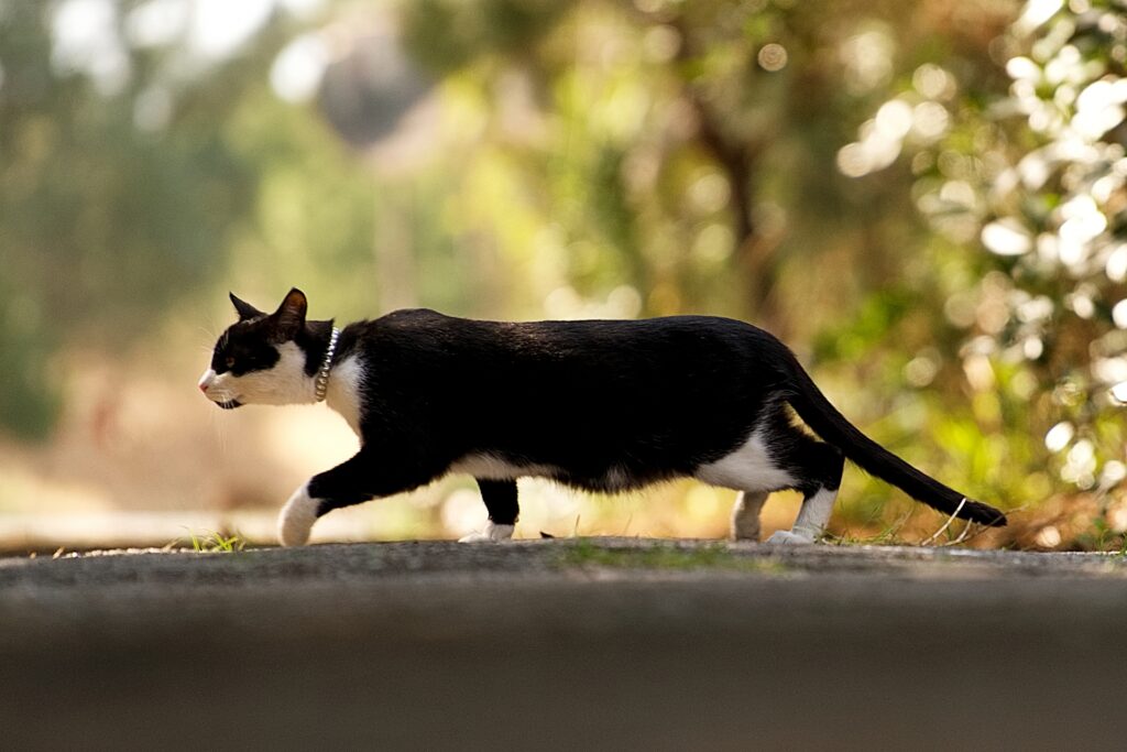 穏やかな町を歩く白黒の猫