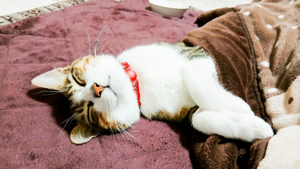 笑顔で寝てる猫