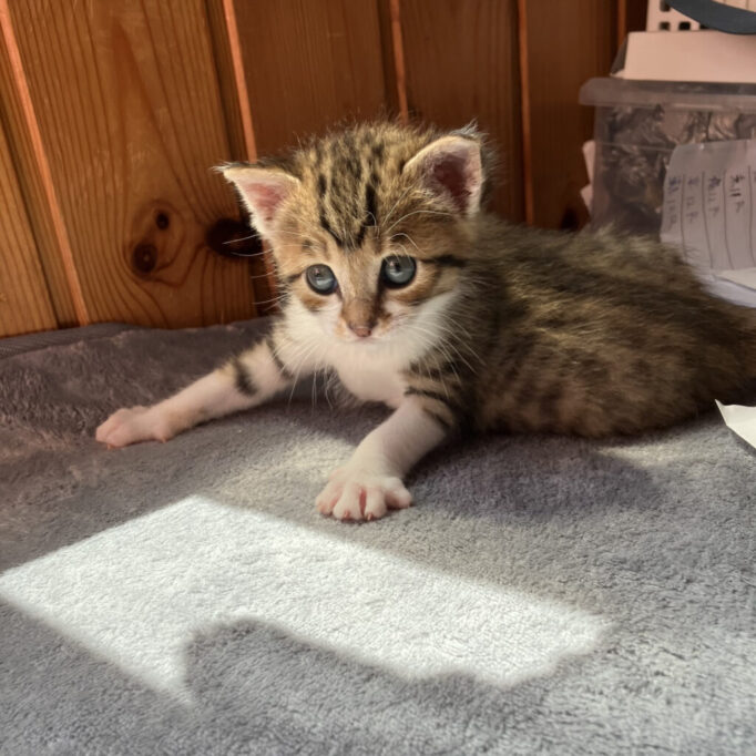 テンションが上がってる子猫