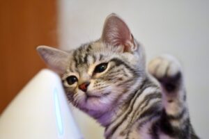 加湿器に猫パンチする子猫