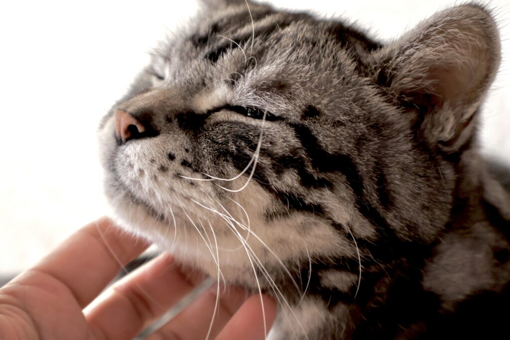 喉をなでられて気持ちよさそうな猫