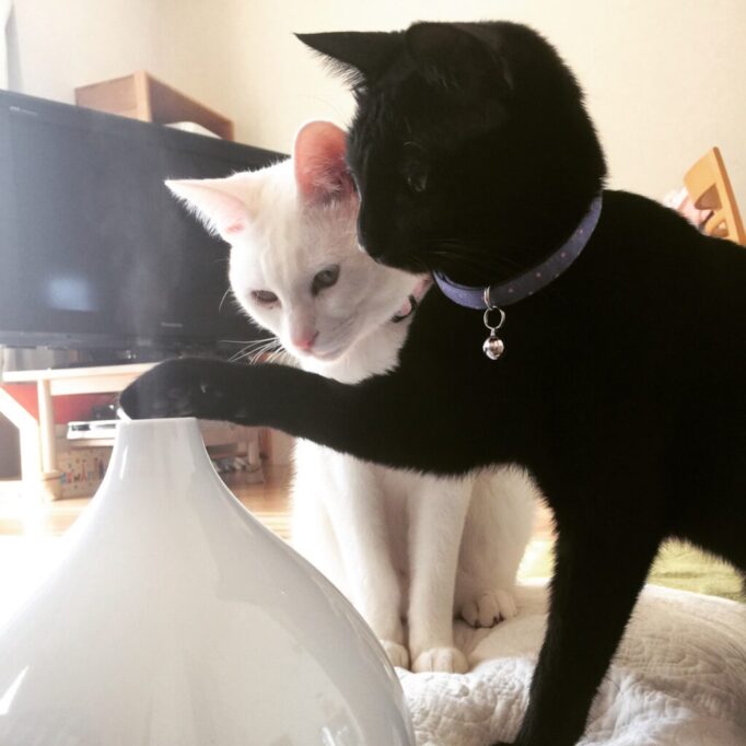 加湿器に興味を示す猫たち