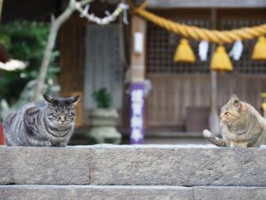 厳島神社の猫たち