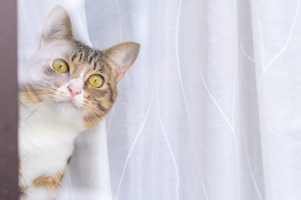 お留守番しながら外を見つめる猫