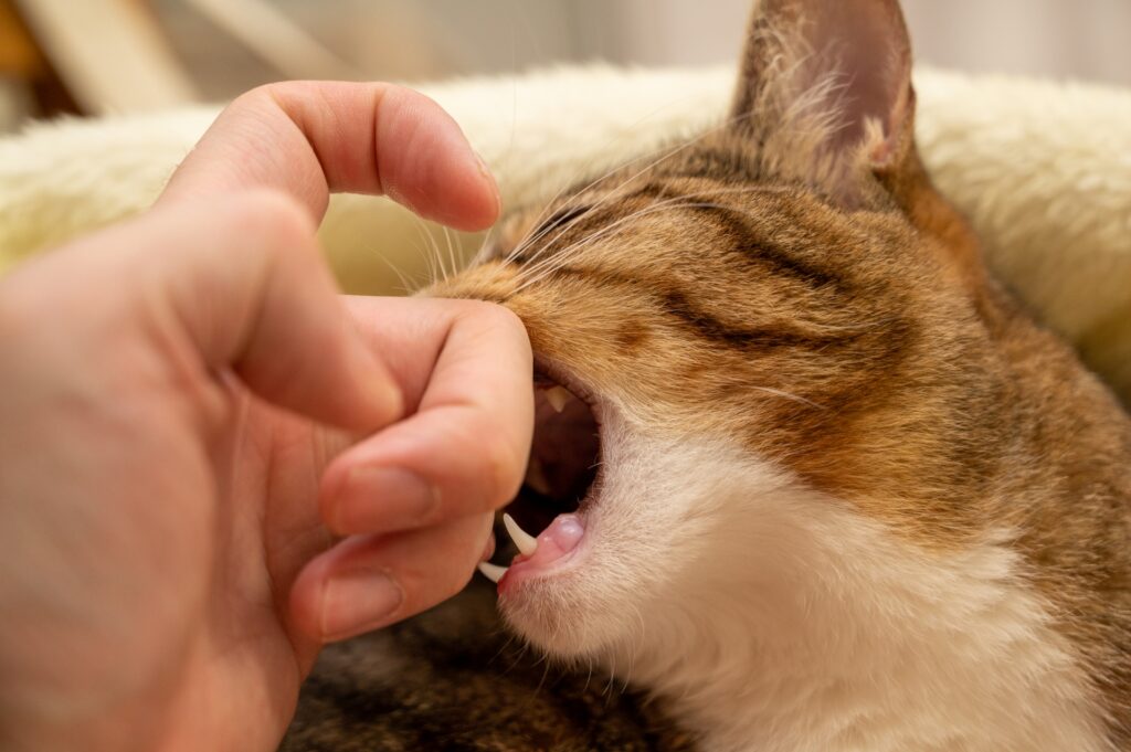 手を甘噛みする猫