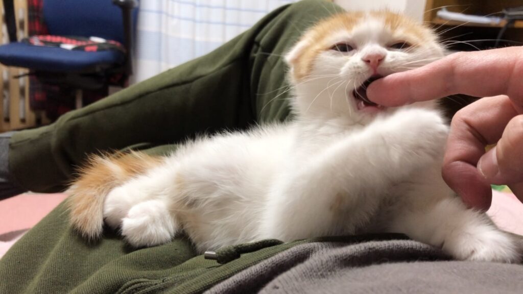 指を甘噛みする子猫