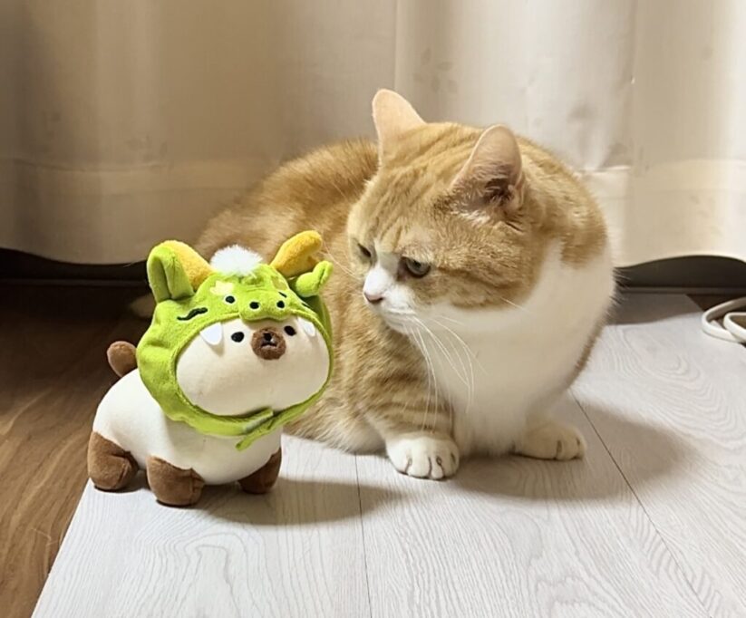 竜のコスプレをしてるぬいぐるみを見つめるウリ