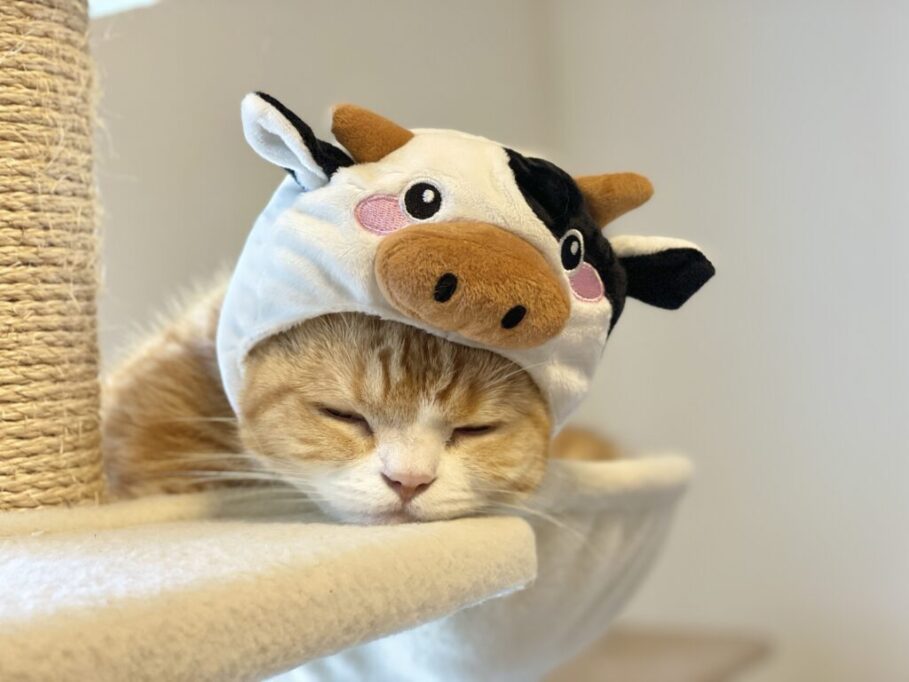 牛のコスプレでスヤスヤ眠るウリ