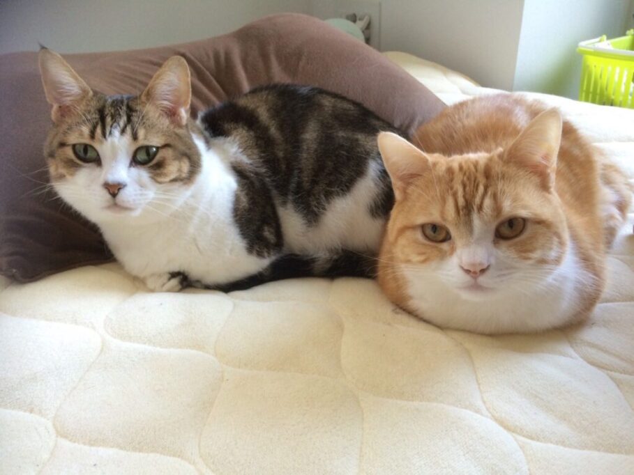 ベッドの上でリラックスしているモフとウリ