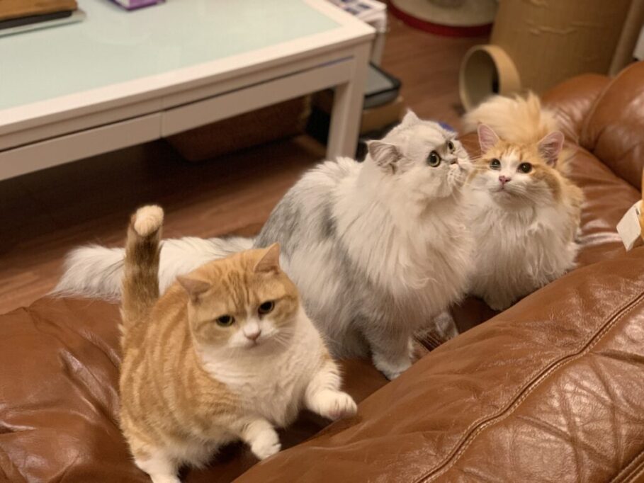 何かに夢中になってるテト、ウリ、マニ