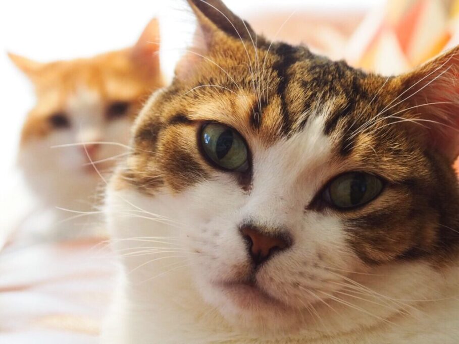 どあっぷのモフ