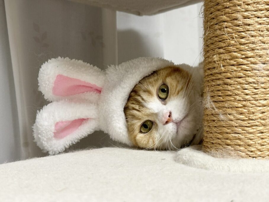 ウサギのコスプレでこちらを見つめるウリ