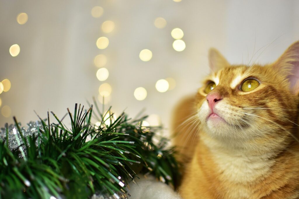 クリスマスツリーのそばで、願いを込めているように見える猫