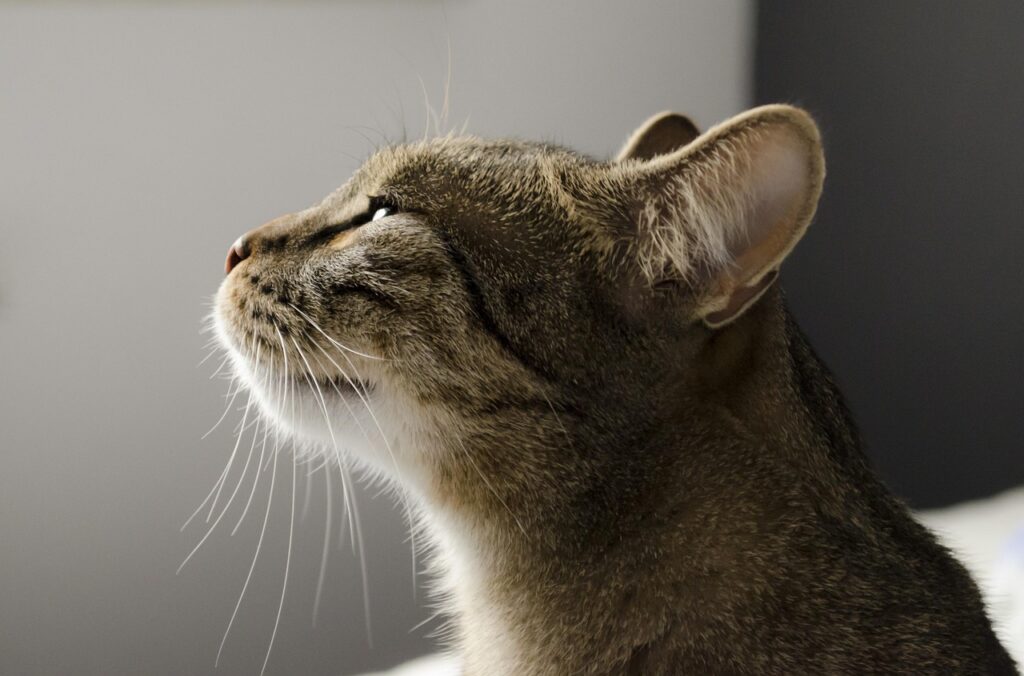 においをかぐ猫