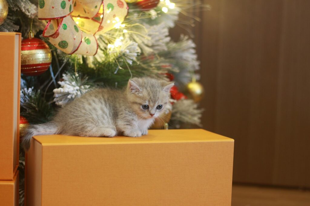 クリスマスプレゼントの箱に乗る子猫
