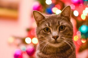 クリスマスツリーをバックにこちらを見つめる猫