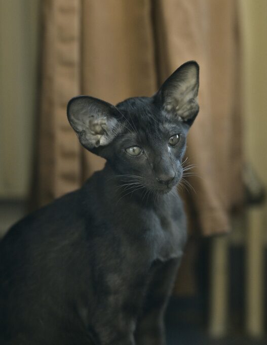 お座りしているオリエンタルショートヘア