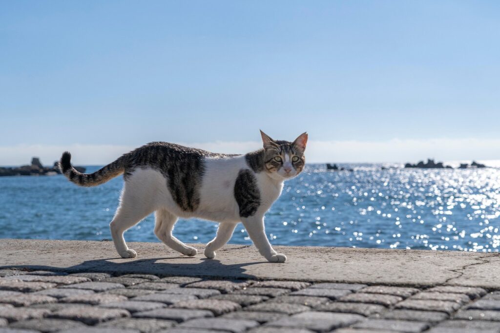 海辺を歩く猫