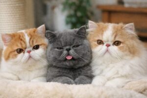 3匹並んでカメラ目線の鼻ぺちゃ猫たち