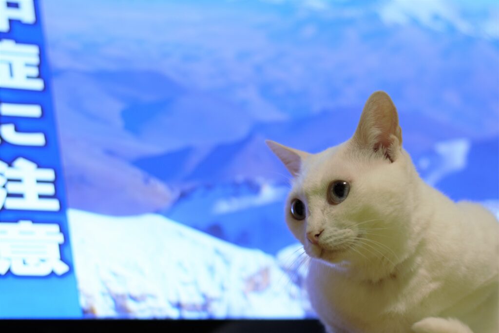 テレビの前に座る猫