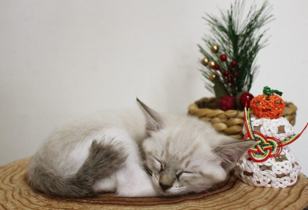 お正月飾りのそばでスヤスヤ眠る子猫