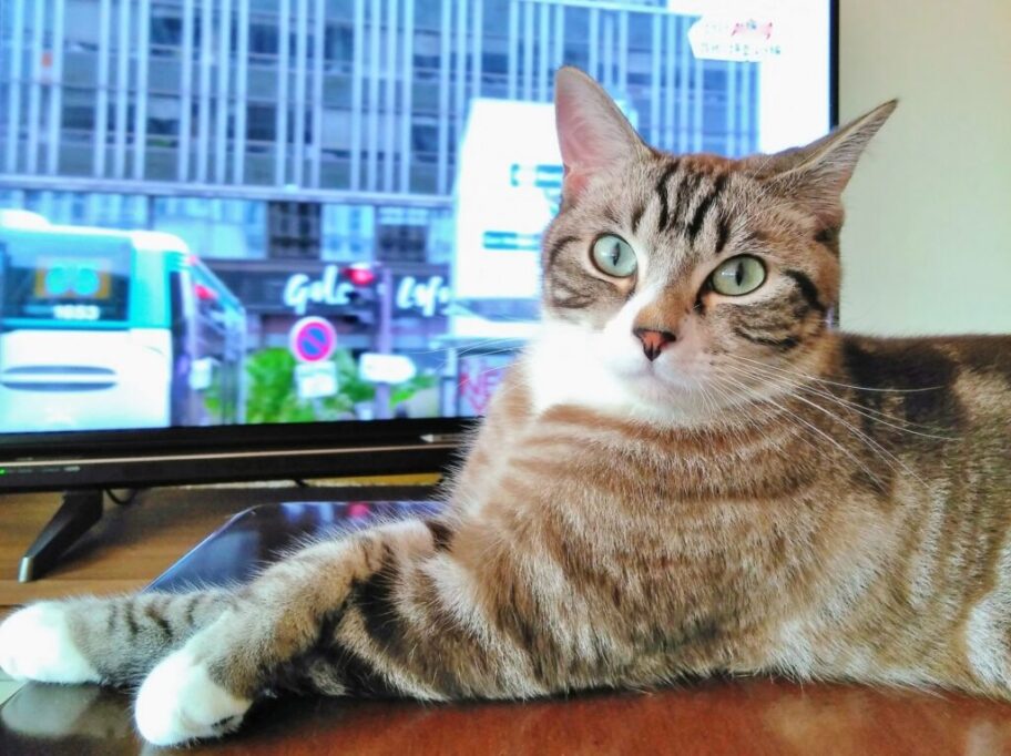 テレビの前で満足そうな猫
