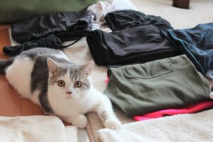 洗濯物のとなりに座る猫