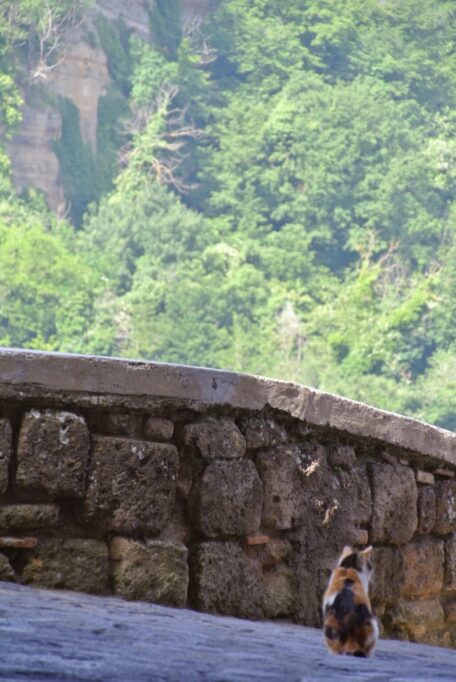 お城の道中にたたずむ猫