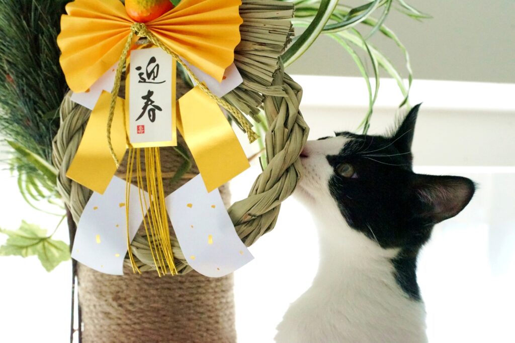 お正月飾りに興味を示す猫