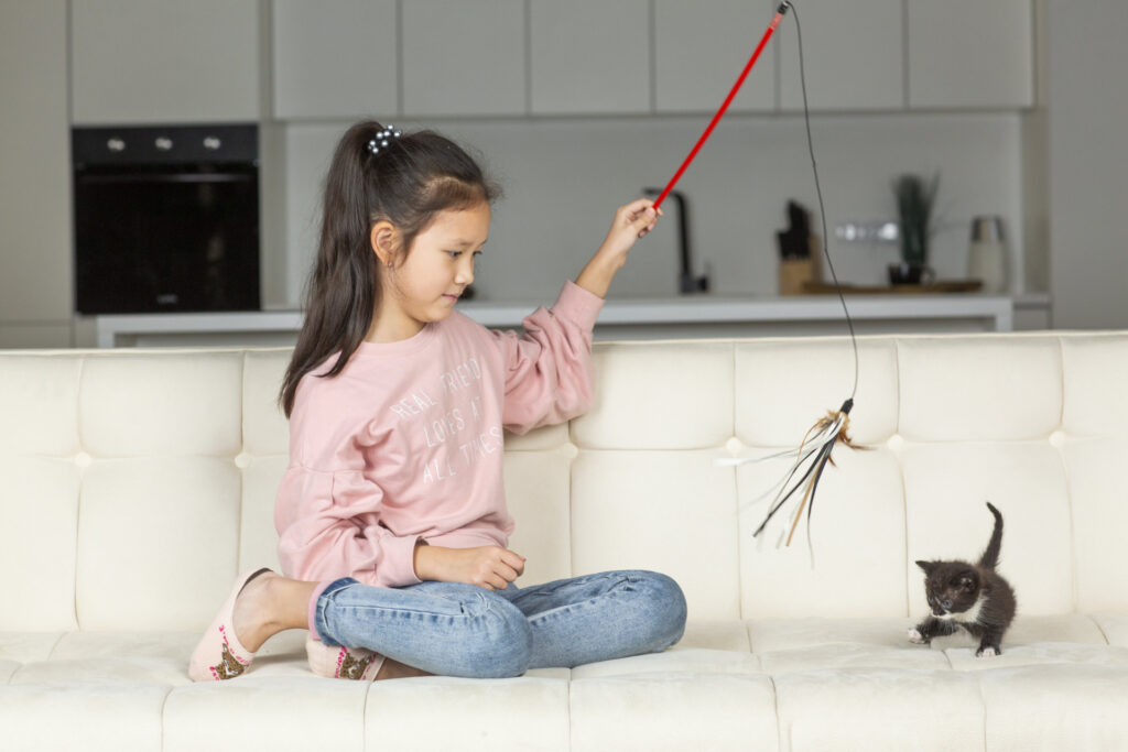 飼い主さんにねこじゃらしで遊んでもらう子猫