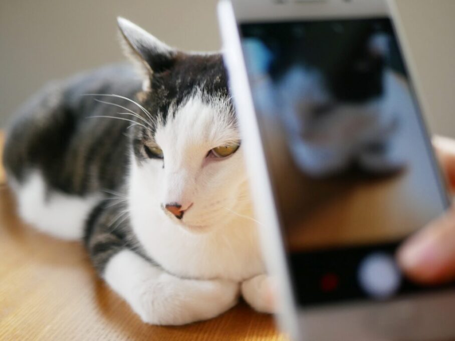 スマホで撮影されるハチワレの猫