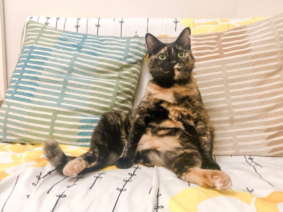 ベッドによりかかってる猫