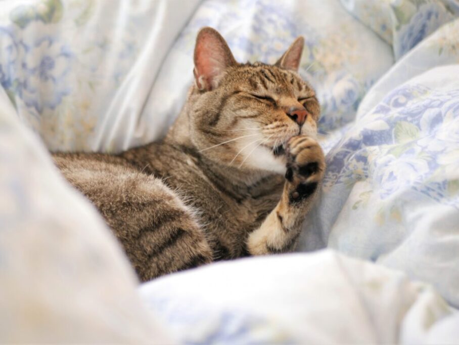 お布団で毛繕いしてる猫
