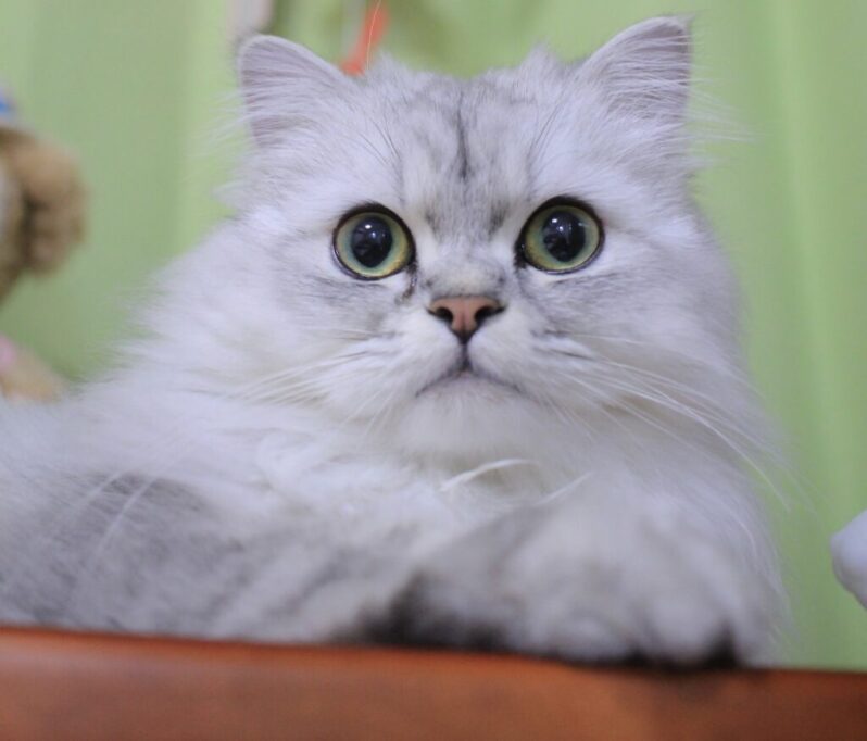 おめめまんまるのペルシャ猫