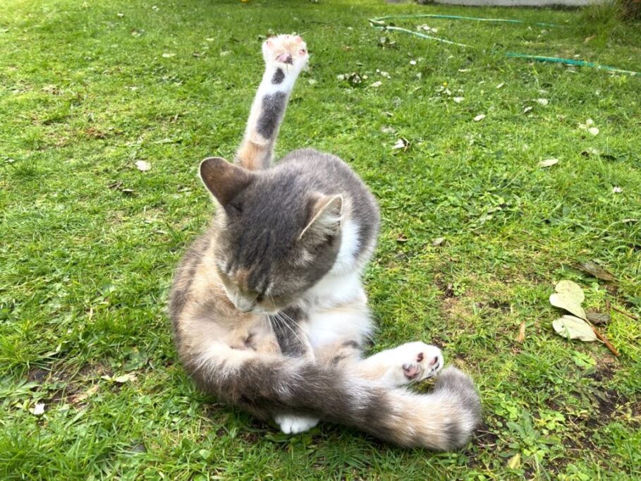 芝生の上で、足ピーンで毛繕いする猫