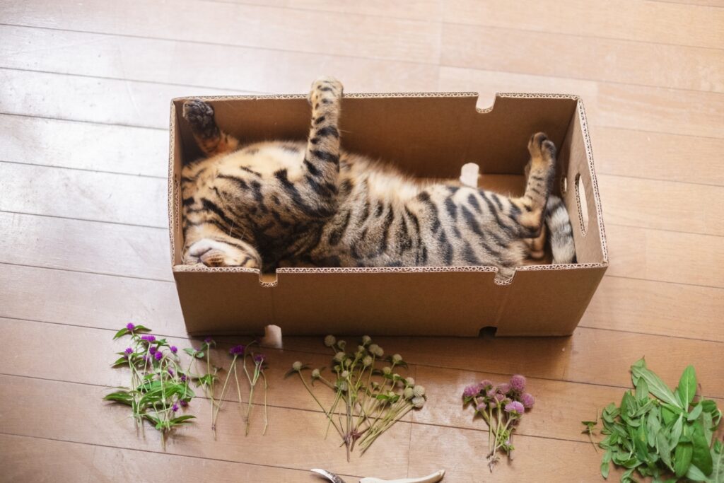 箱の中で液体になってる猫