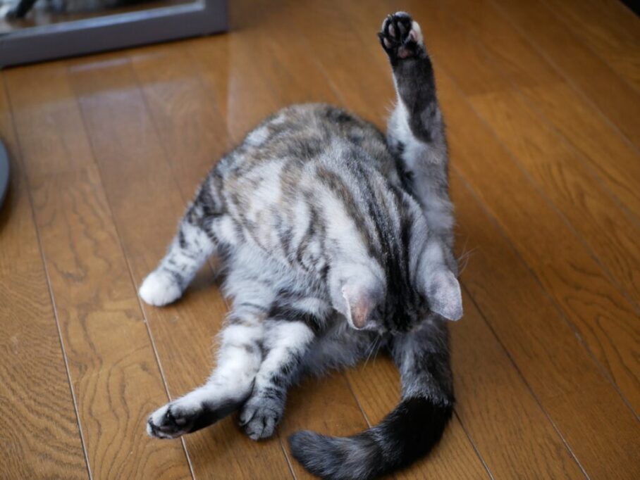 フローリングで足ピーンで毛繕いする猫