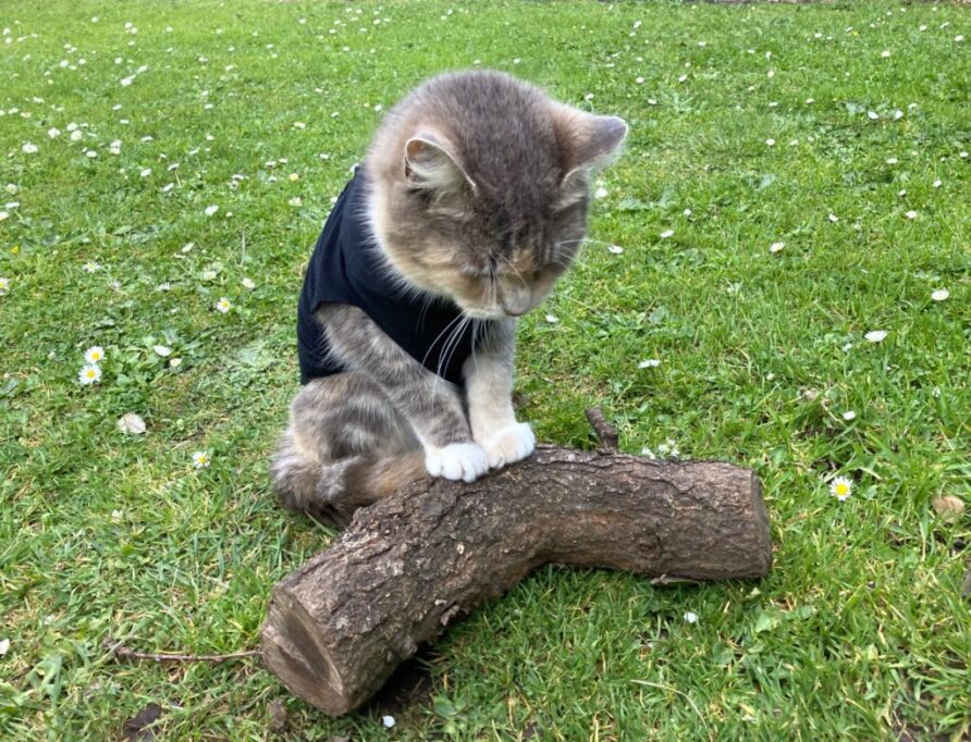 誤ってる感じの猫